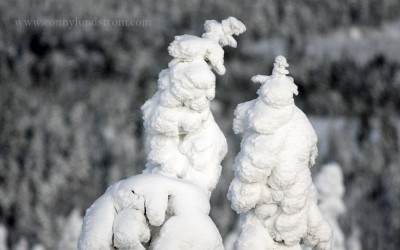 Snow clad treetops